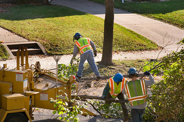 Best Lawn Edging  in USA